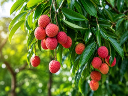 Guava Image